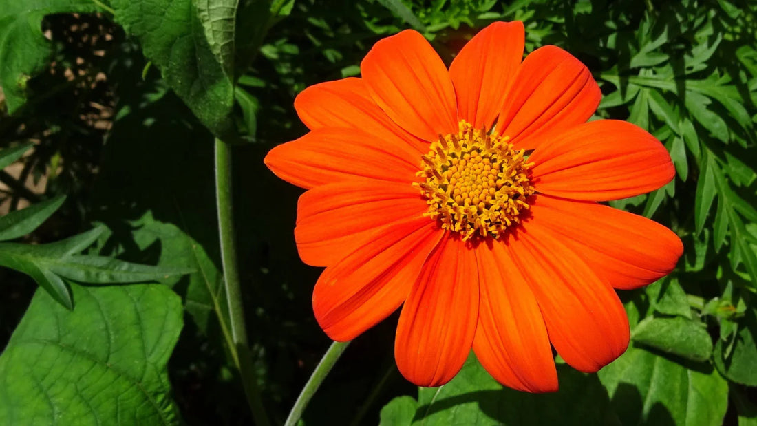 Orange Tithonia flower seeds