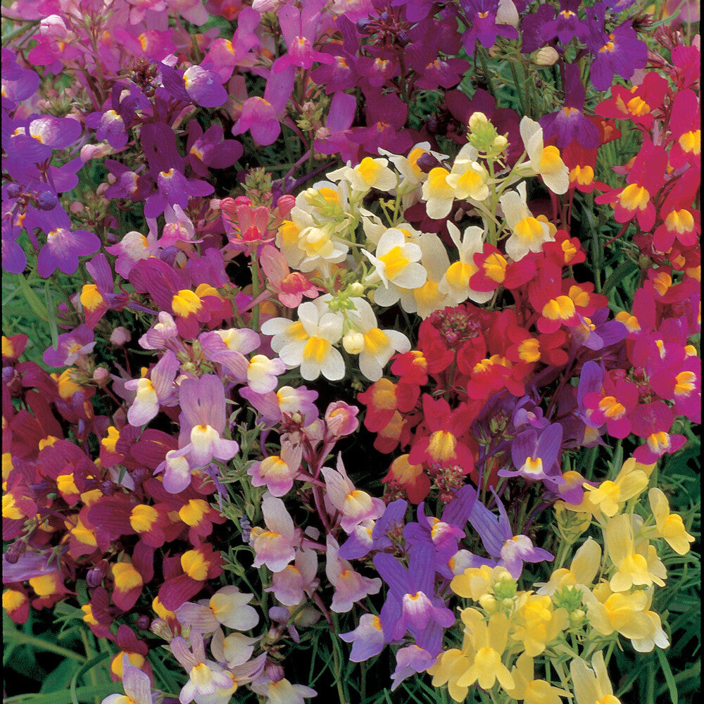 Annual Wild Toadflax plant