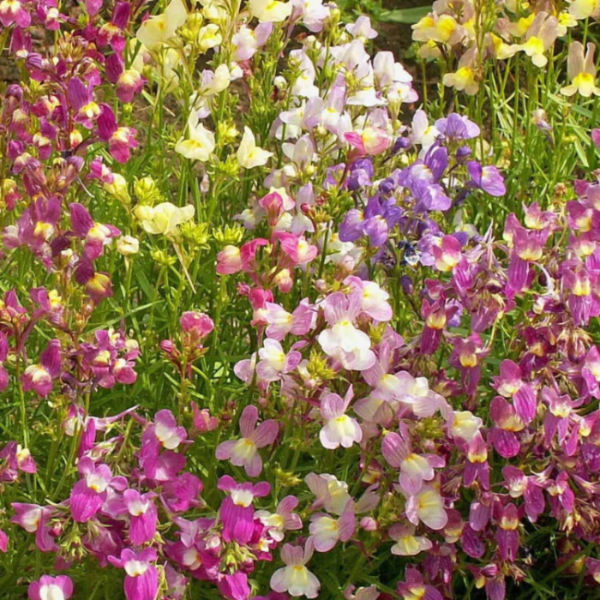 Annual Wild Toadflax plant