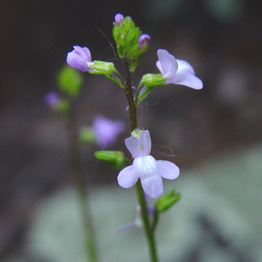 Linaria Canadensis Toadflax plant