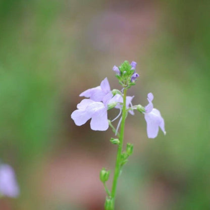 Linaria Canadensis Toadflax plant