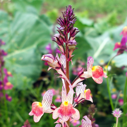 Annual Wild Toadflax plant