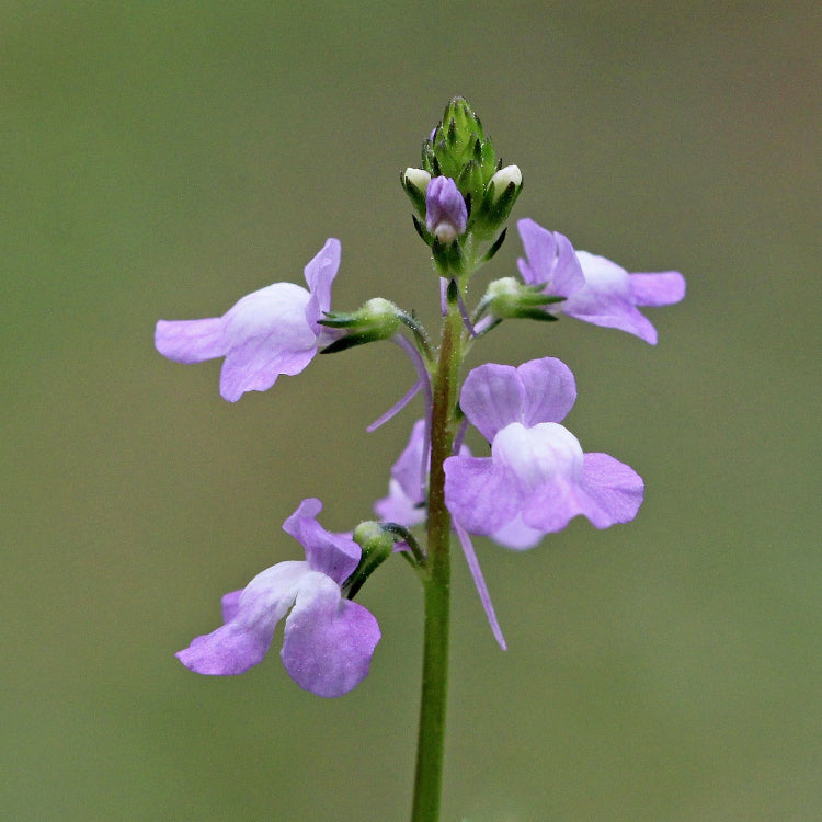 Linaria Canadensis Toadflax plant