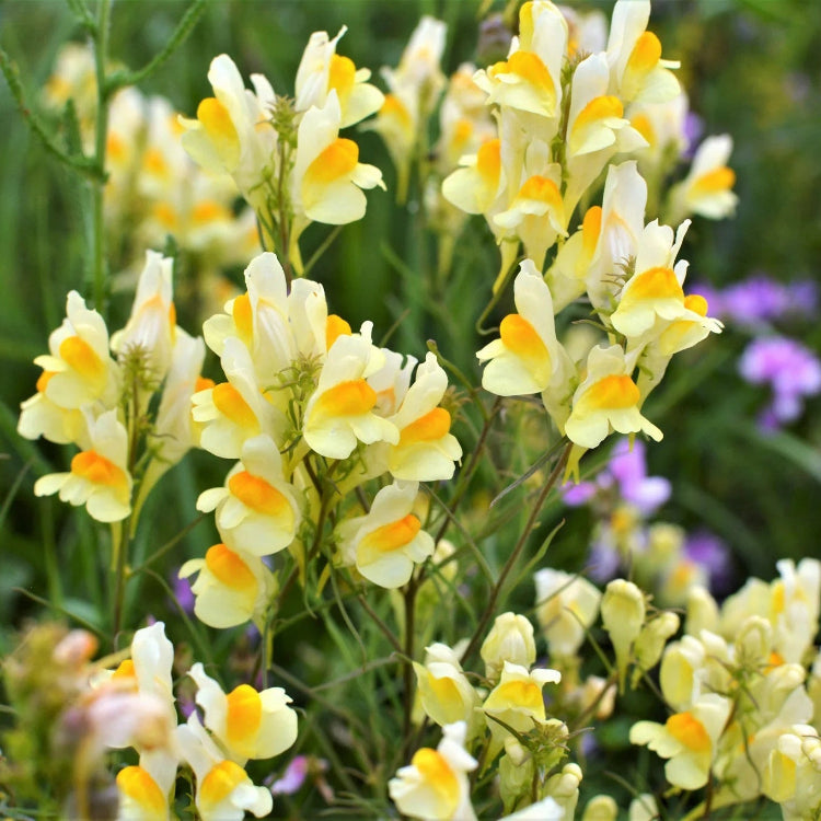 & Eggs Toadflax plant