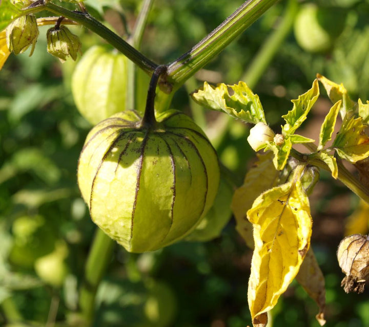 Pineapple Tomatillo fruit seeds