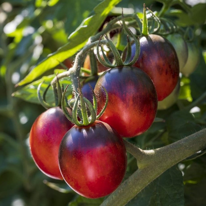 Black Tomato Seeds