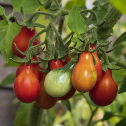 Red Pear Tomato Seeds