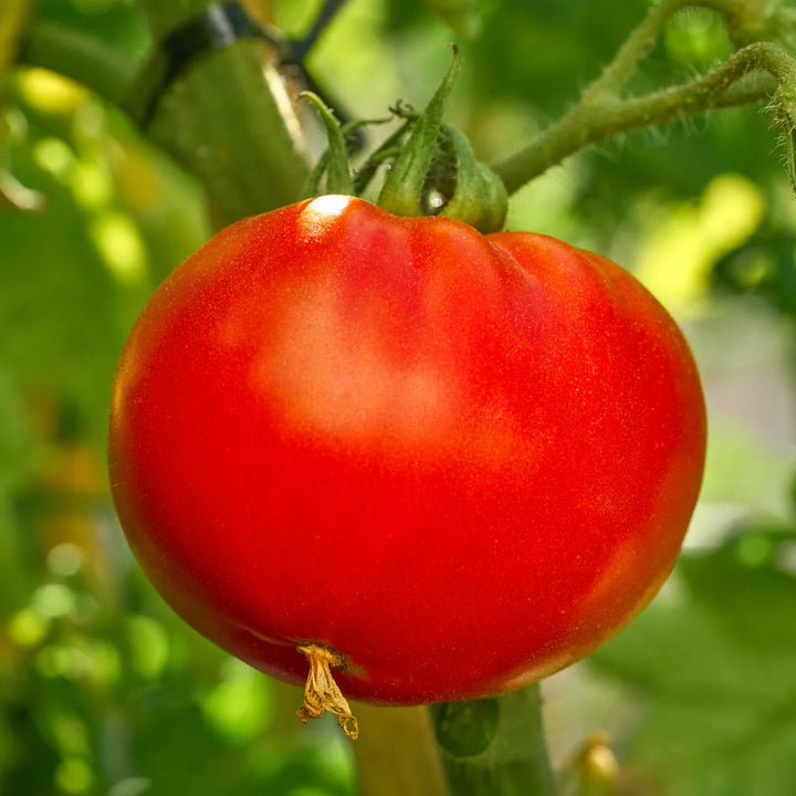 Red Tomato Seeds