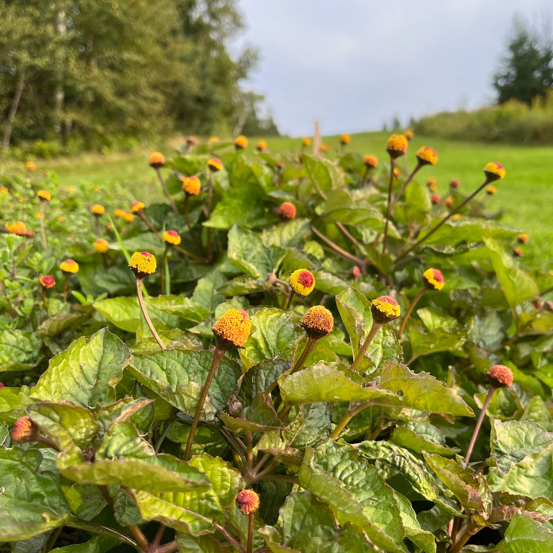Spilanthes Oleracea flower seeds