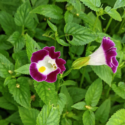 Torenia flower seeds