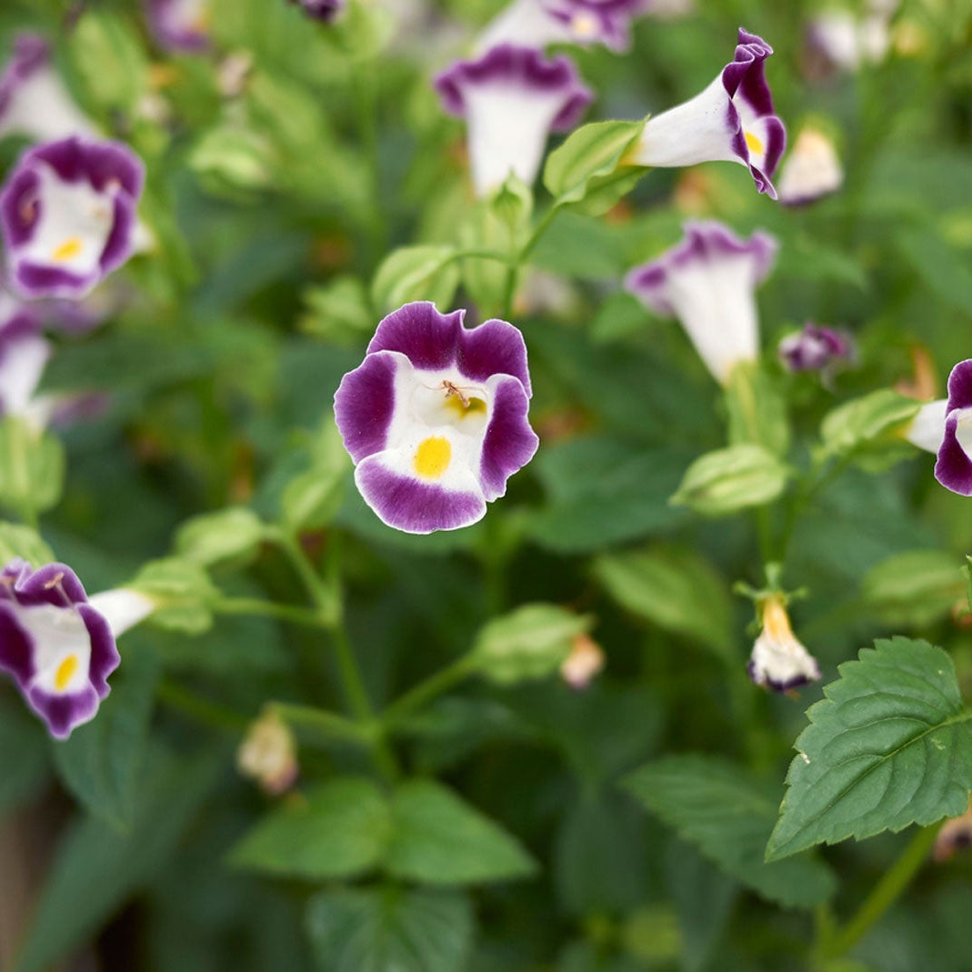 Fournieri Torenia plant