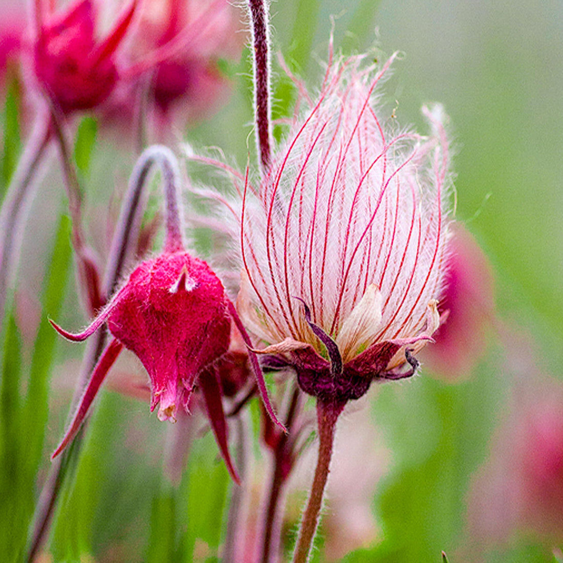 Triflorum flower seeds