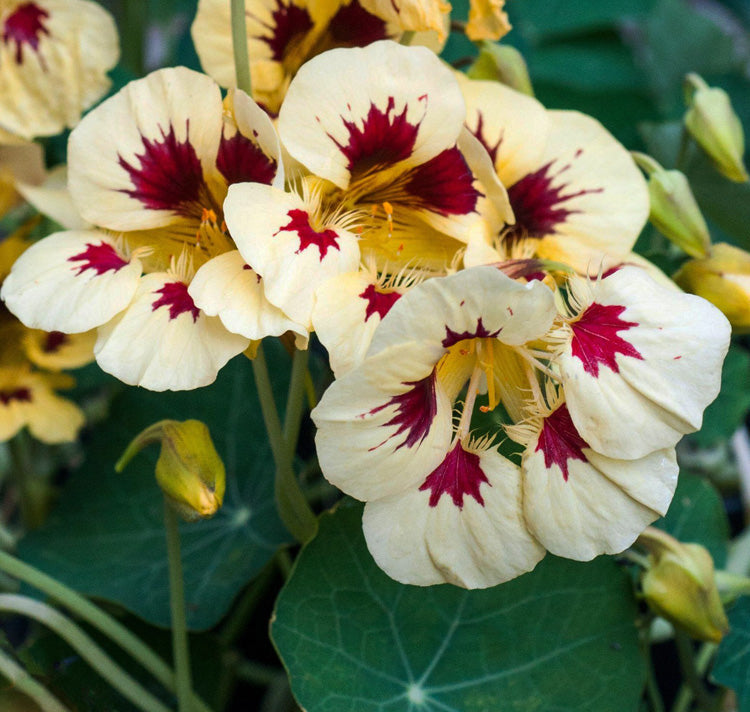 Cream Nasturtium flower seeds