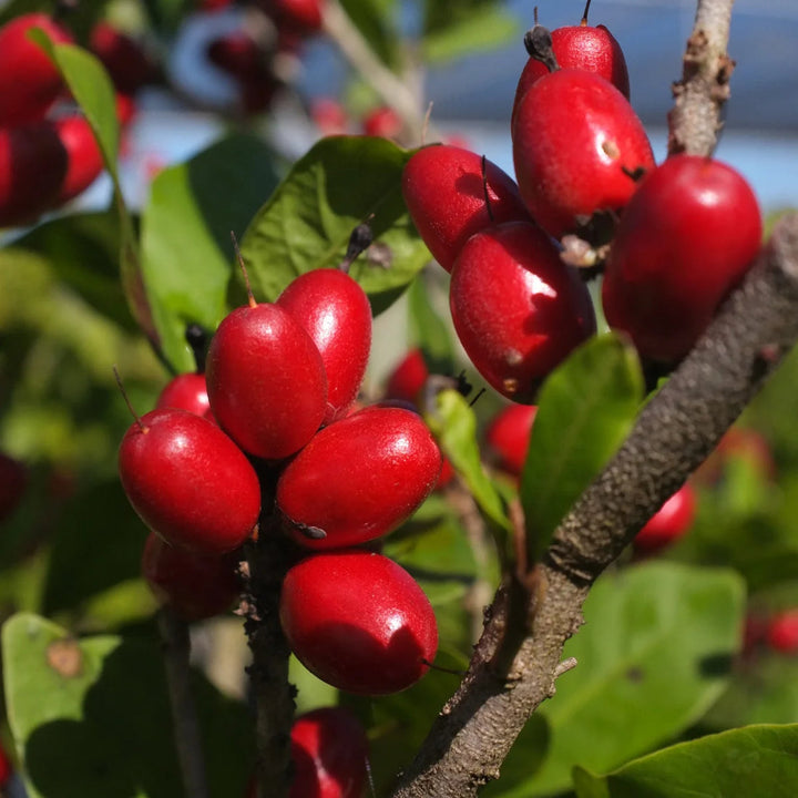 Miracle Fruit seeds for planting – heirloom tropical fruit garden variety