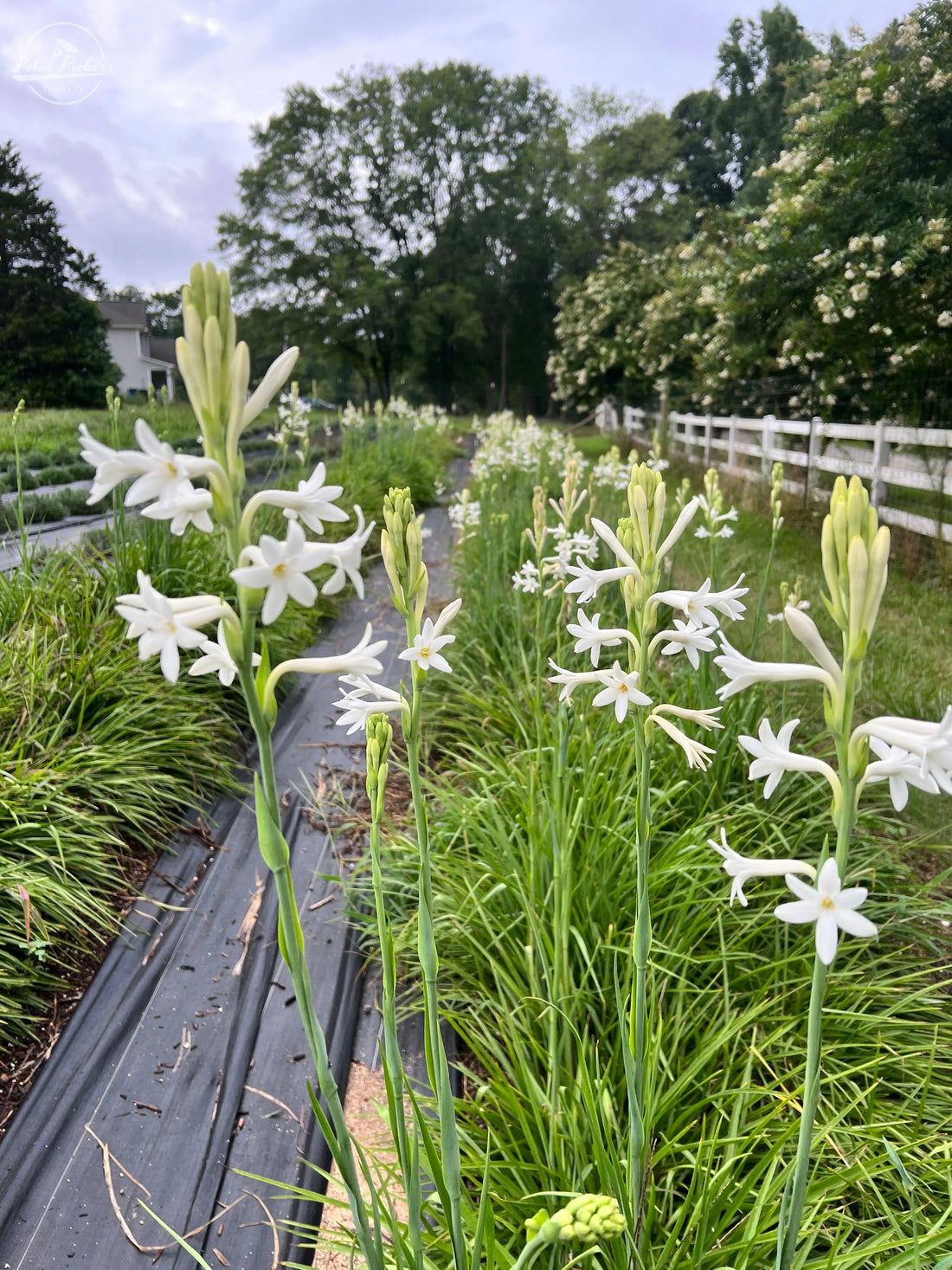 Tuberose flower seeds