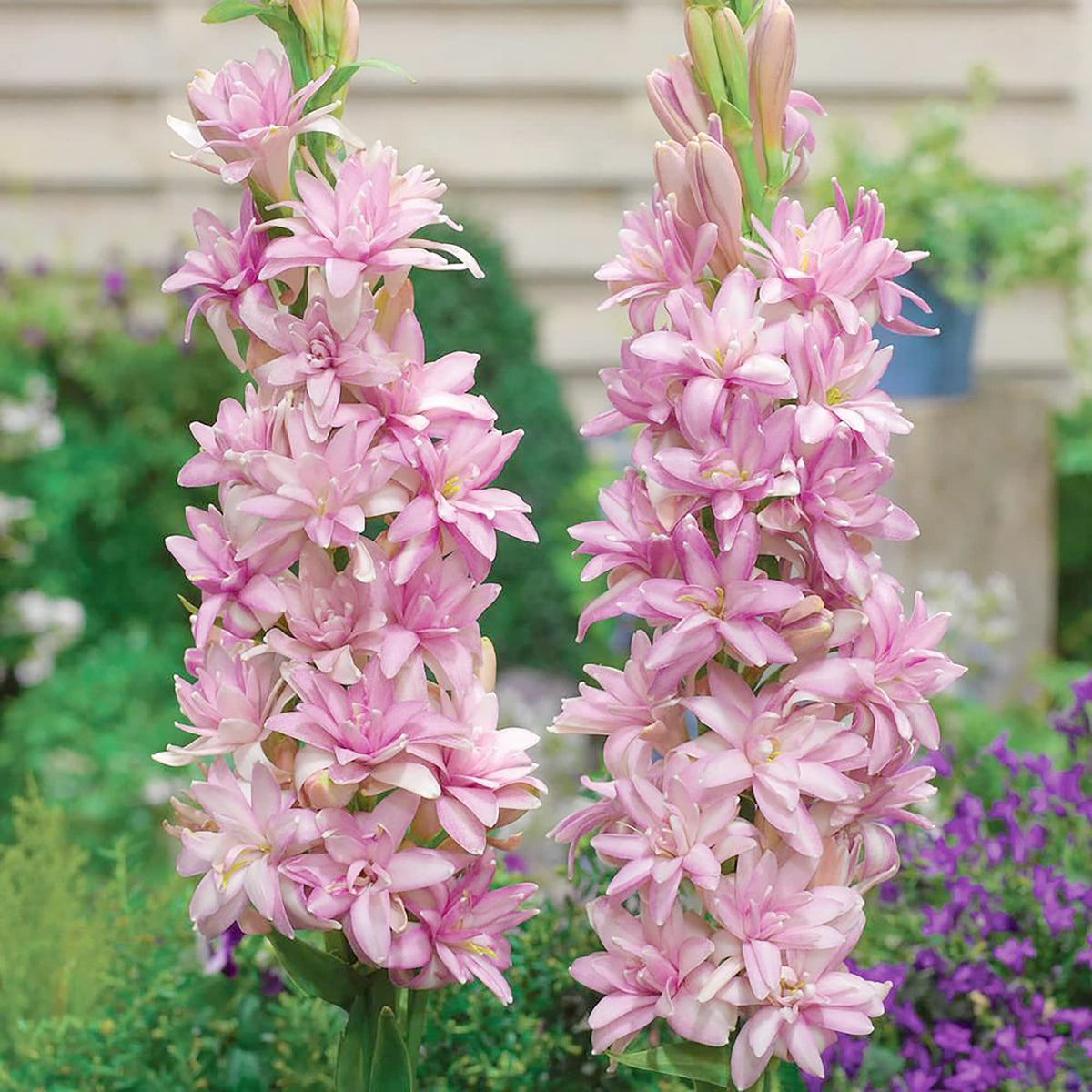 Pink Tuberose plant