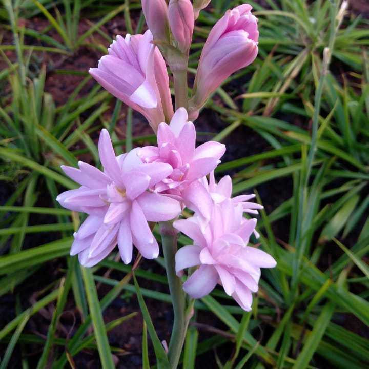 Pink Tuberose plant
