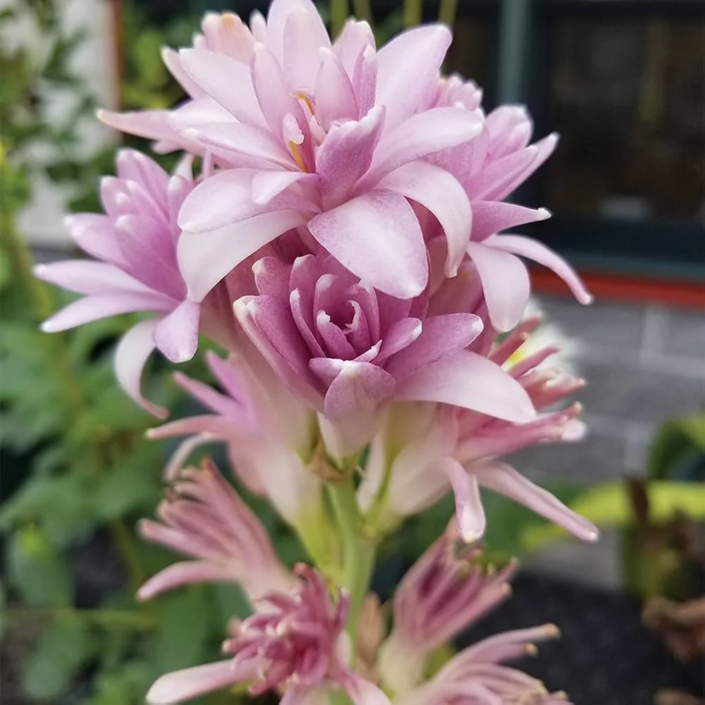 Pink Tuberose plant