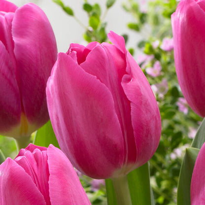 Barcelona Tulip plant