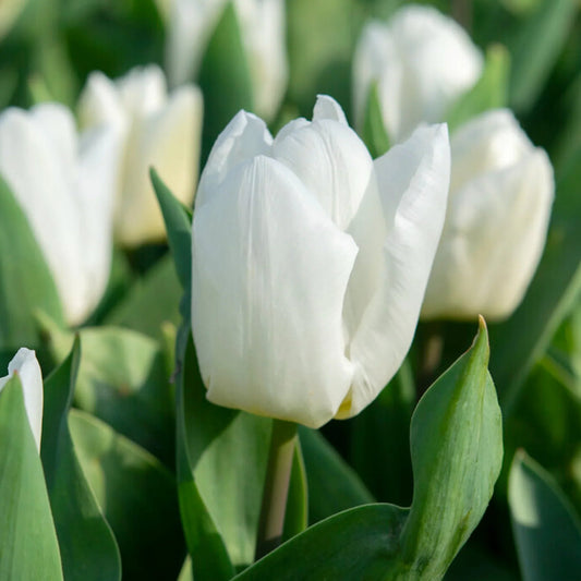 White Tulip flower seeds