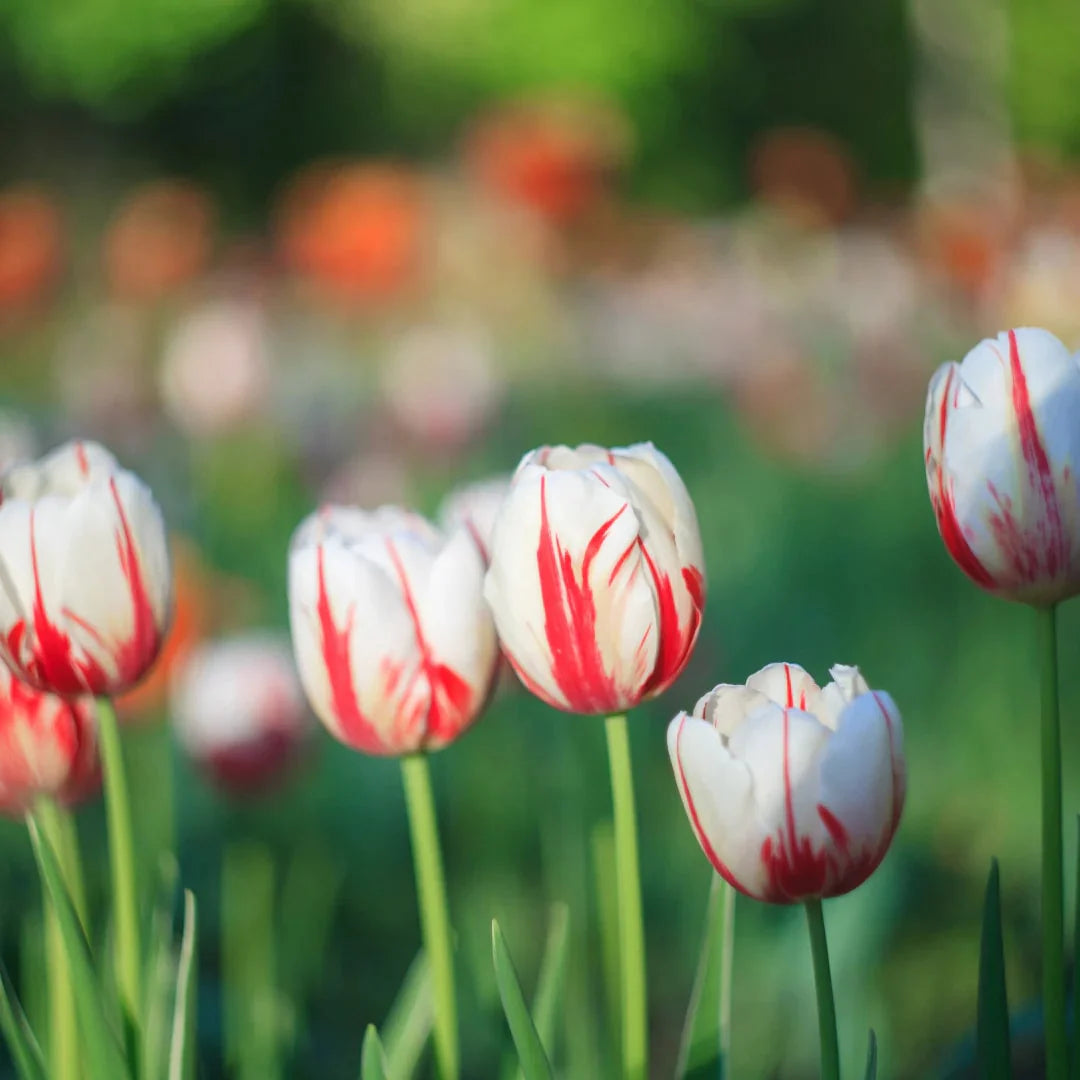Red White flower seeds