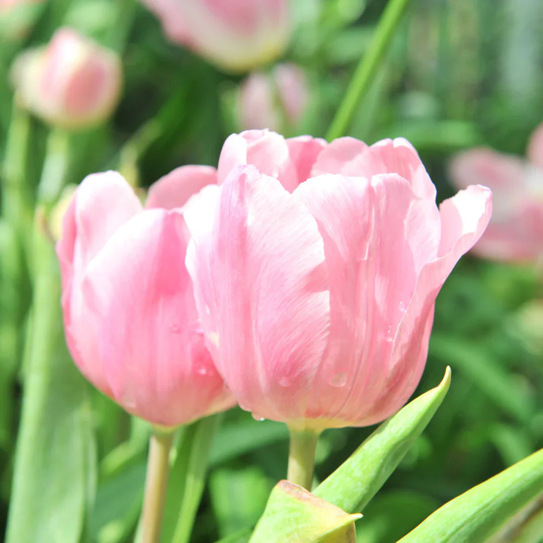 Light Pink flower seeds