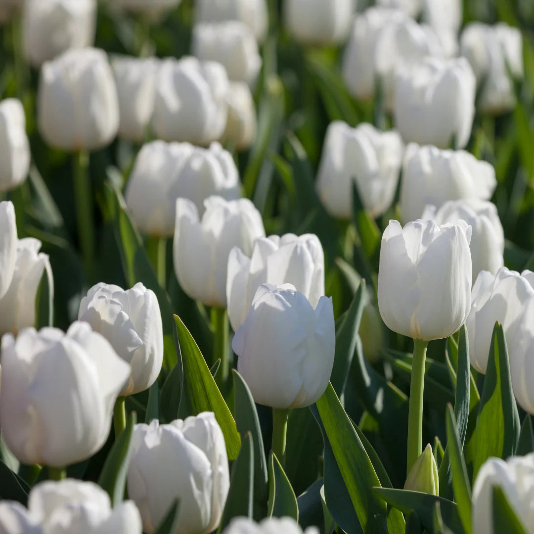 Tulip flower seeds