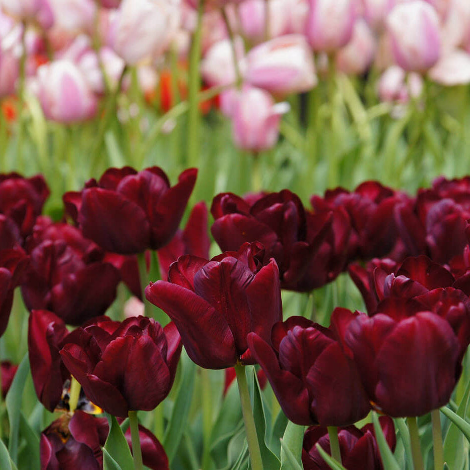 Elegant Maroon Tulip plant