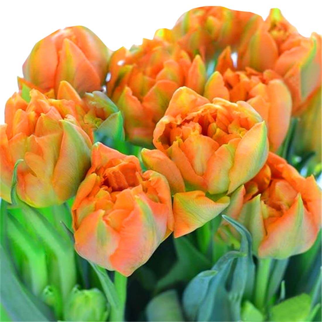and Green Tulip plant