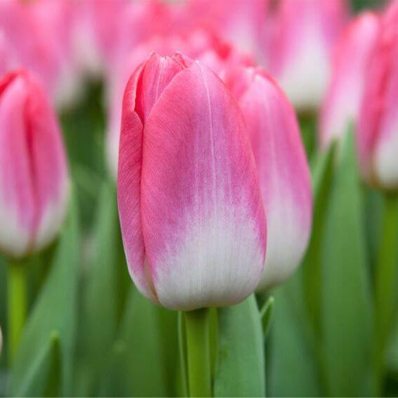 and White Tulip plant