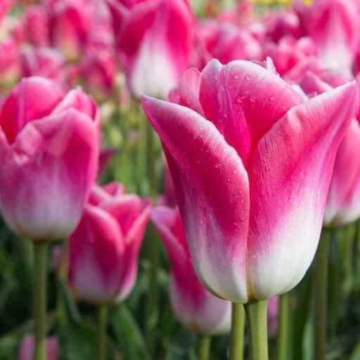 and White Tulip plant