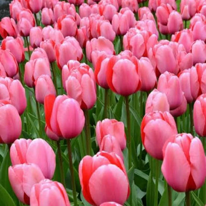 Tulip flower seeds