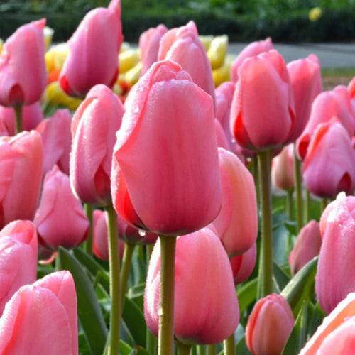 Orange Pink flower seeds