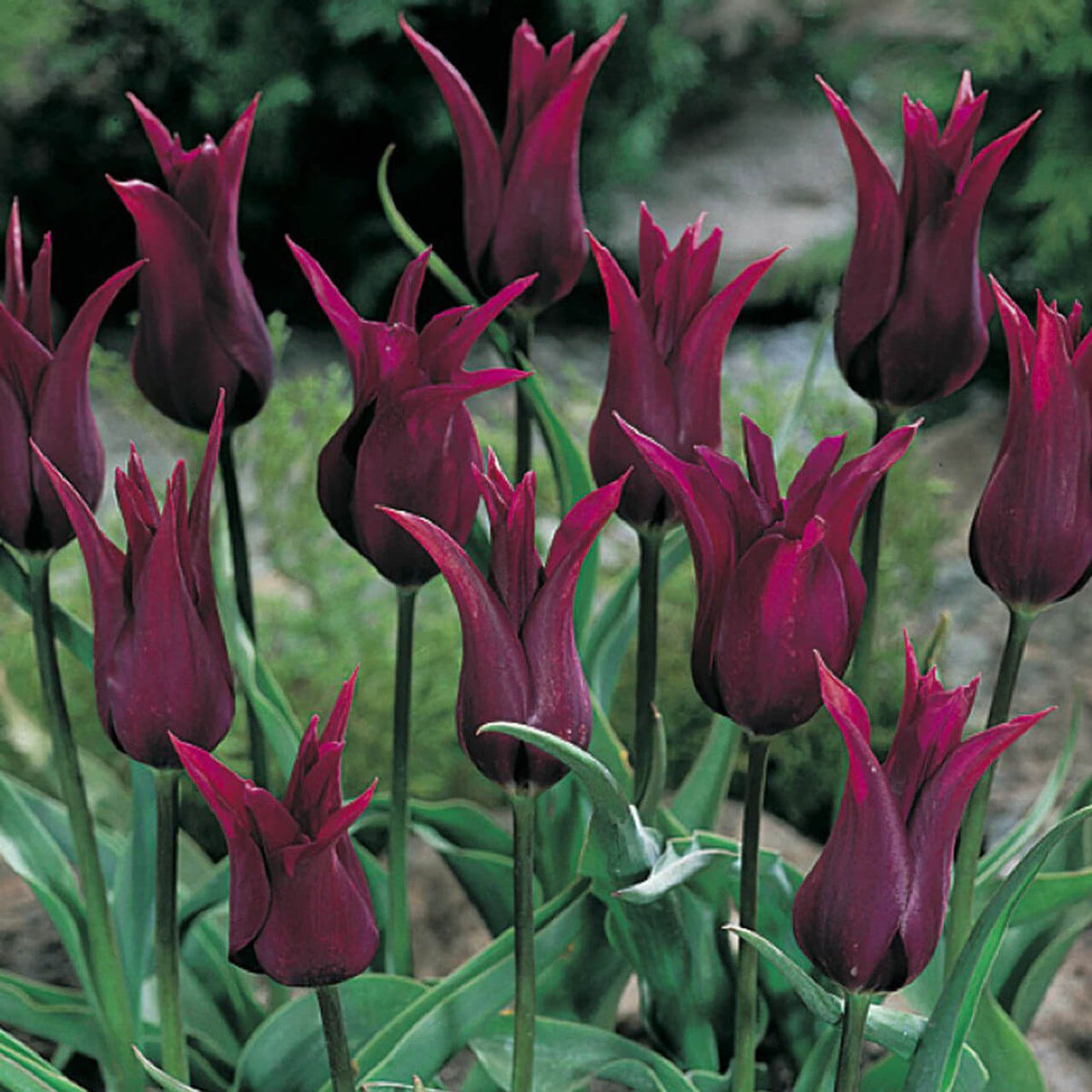 Burgundy Tulip plant