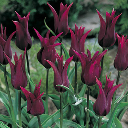 Burgundy Tulip plant