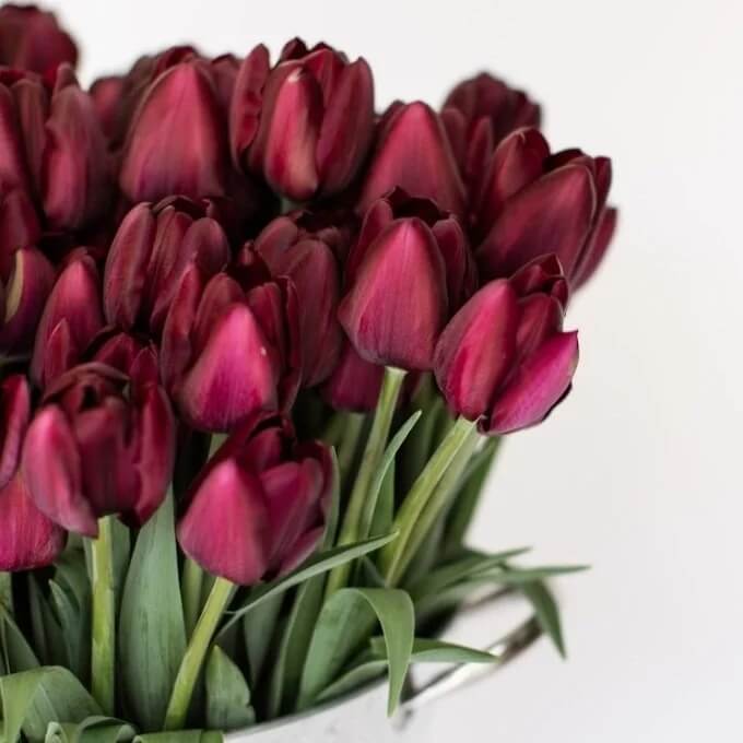 Elegant Maroon Tulip plant