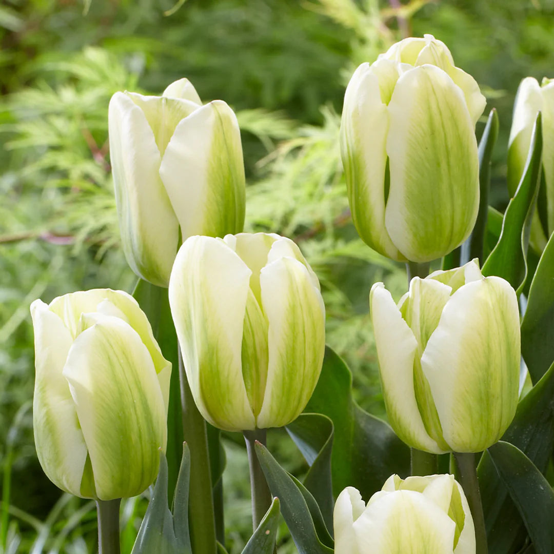 Yellow Green flower seeds