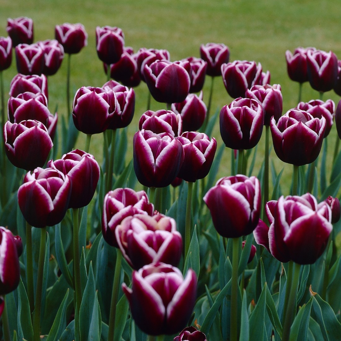 Jackpot Tulip flower seeds