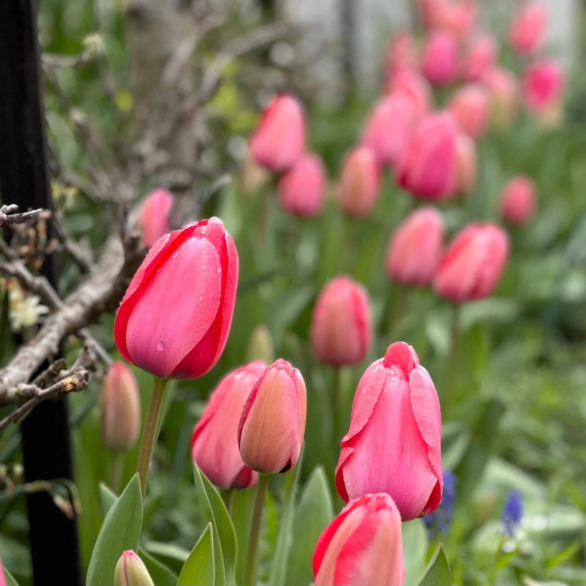 Pale Pink Tulip plant