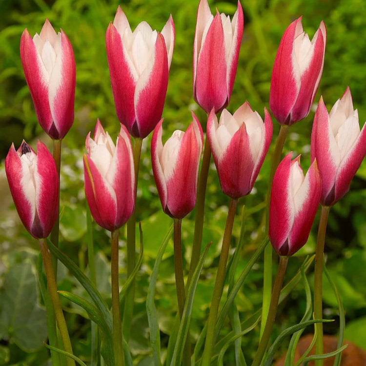 Peppermint Stick Tulip plant