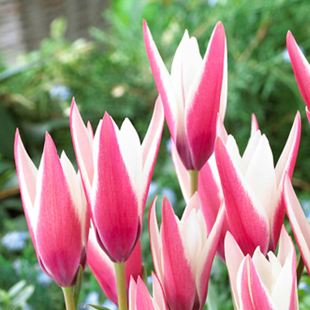 Peppermint Stick Tulip plant