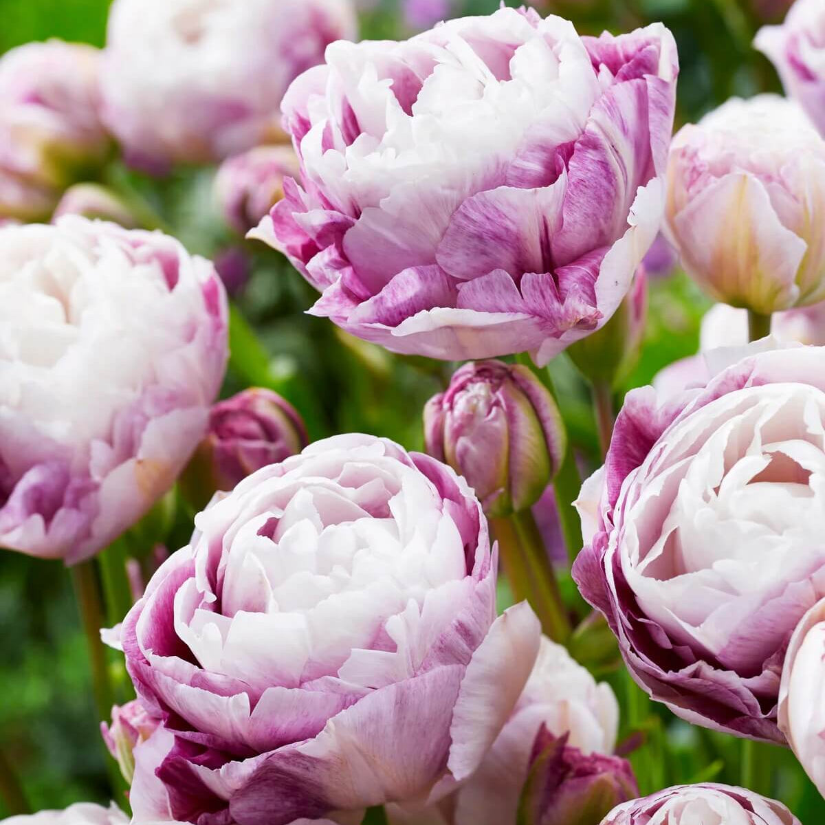 and White Tulip plant