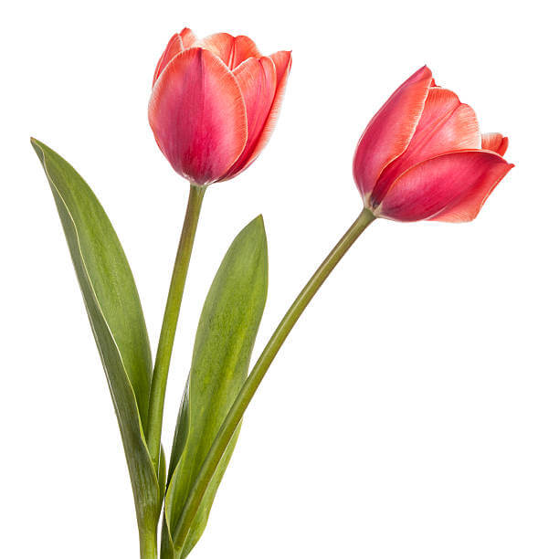 and Pink Tulip plant