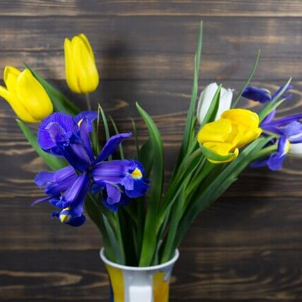 and Yellow Tulip plant