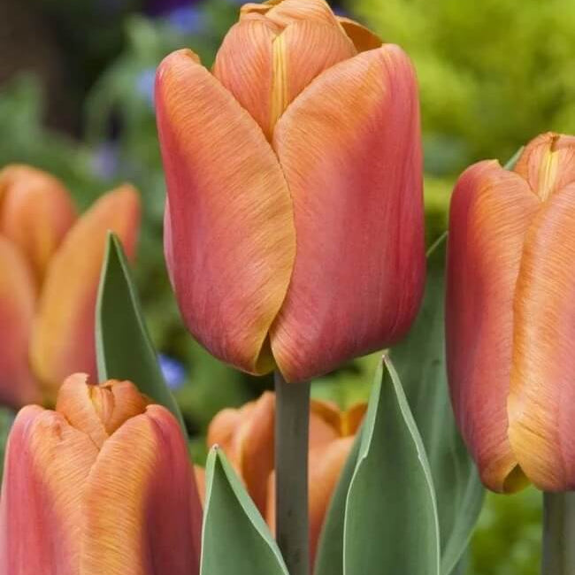 Brown Tulip plant