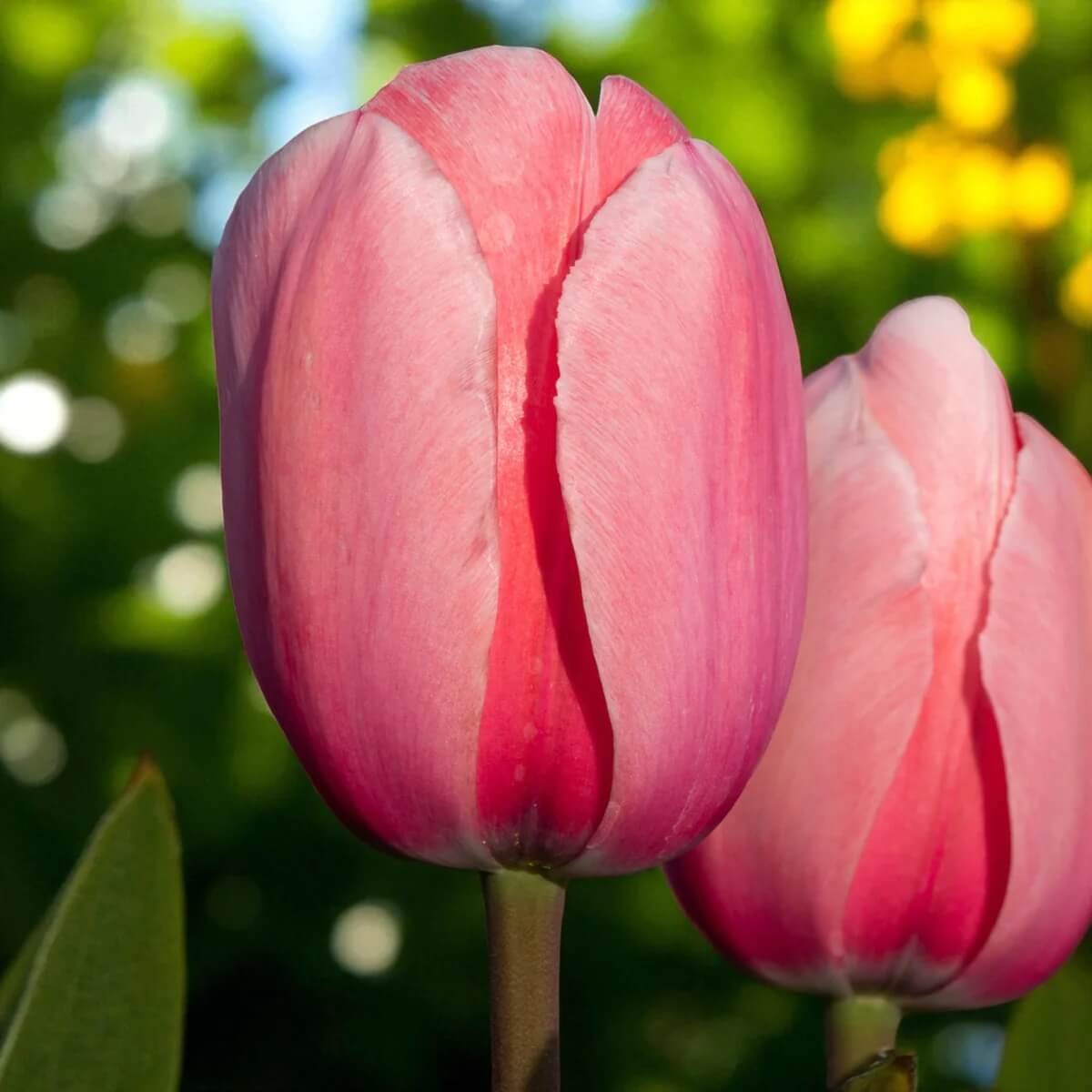 Pale Pink Tulip plant