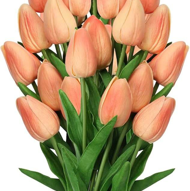 Peach Tulip plant