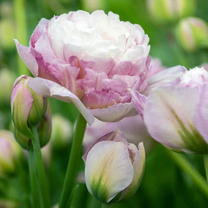 and White Tulip plant