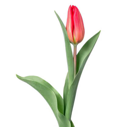 and Pink Tulip plant