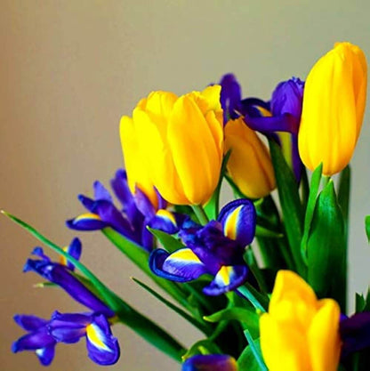 and Yellow Tulip plant